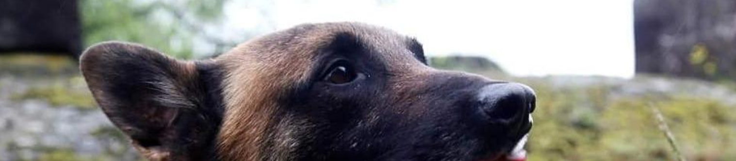 K9 Rescue Dog Operations